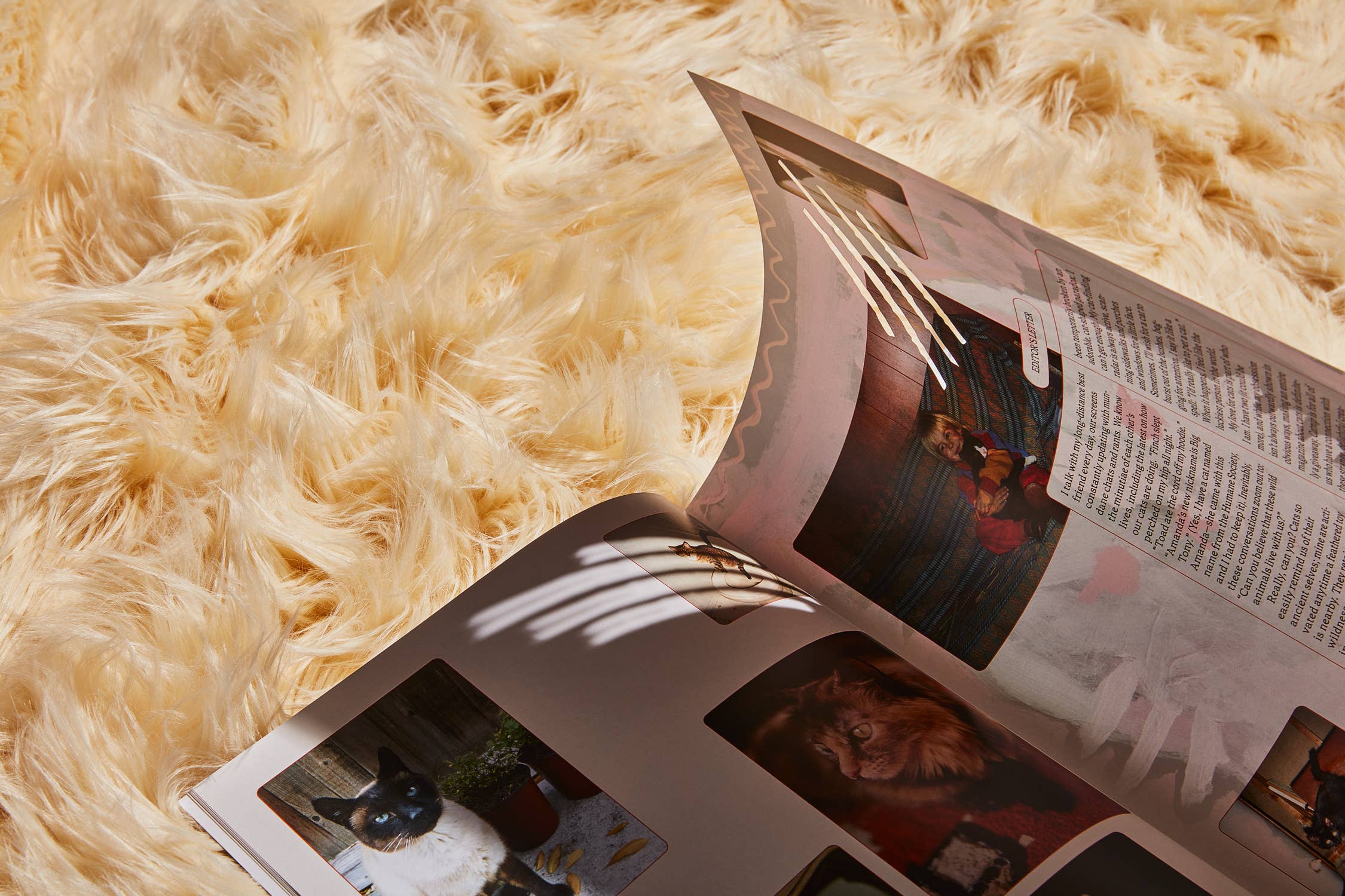 CATNIP MAGAZINE | BROCCOLI PUBLISHING