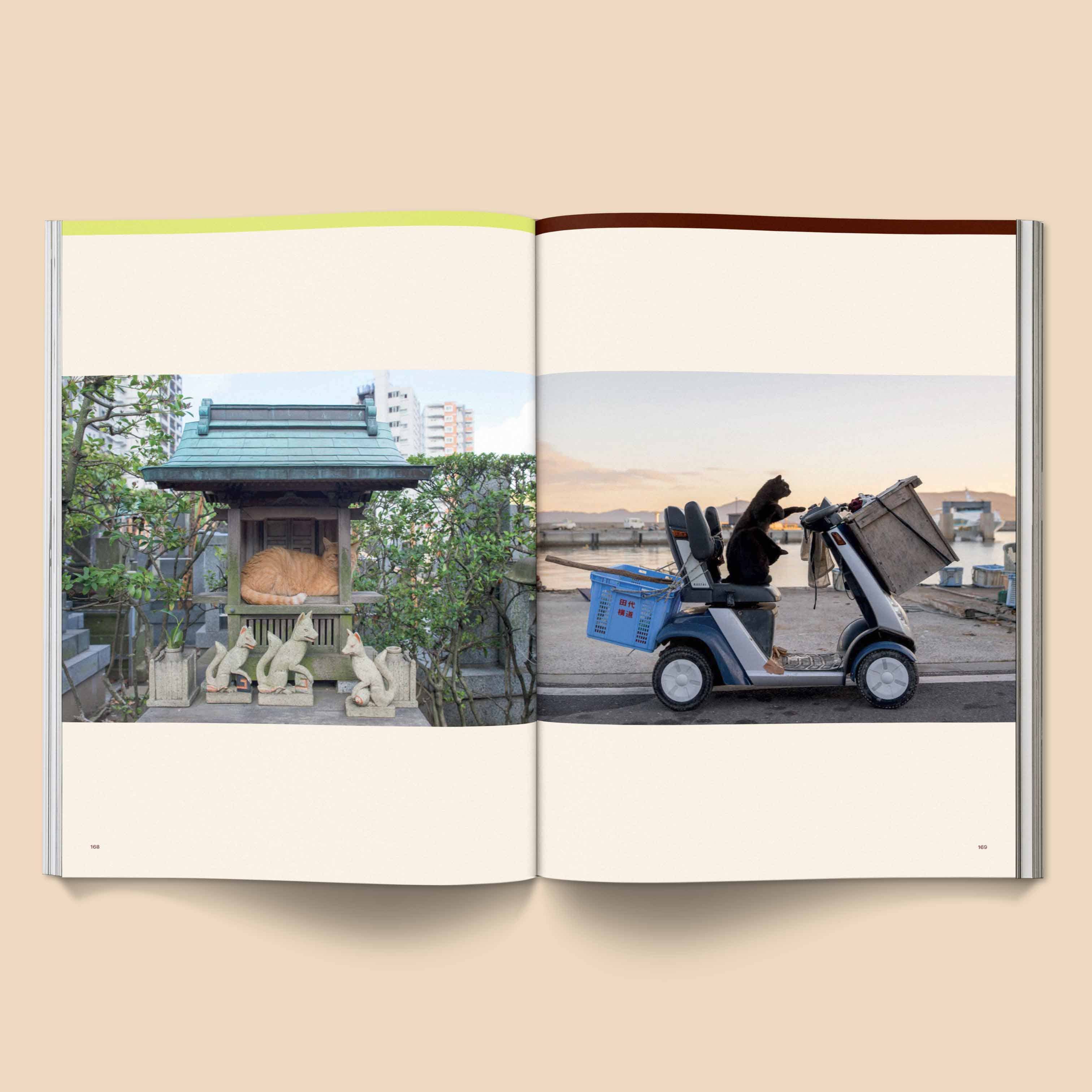 CATNIP MAGAZINE | BROCCOLI PUBLISHING