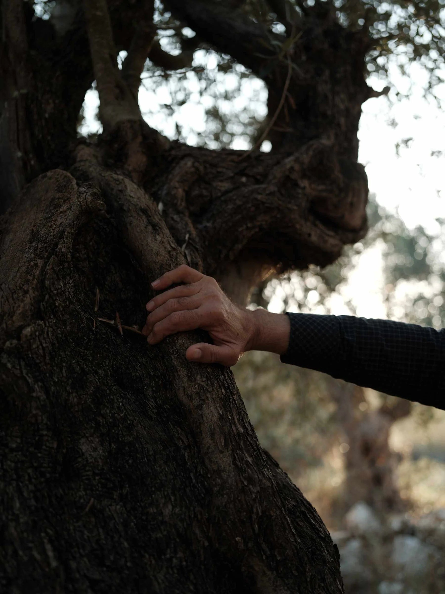 A CURATED GIFT FOR THE CULINARY ENTHUSIAST | FROM PALESTINE