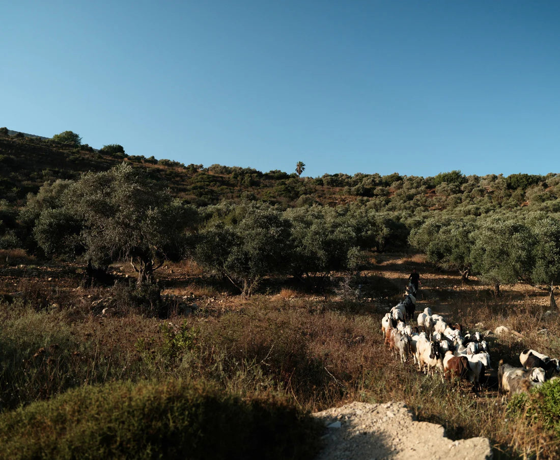 A CURATED GIFT FOR THE CULINARY ENTHUSIAST | FROM PALESTINE