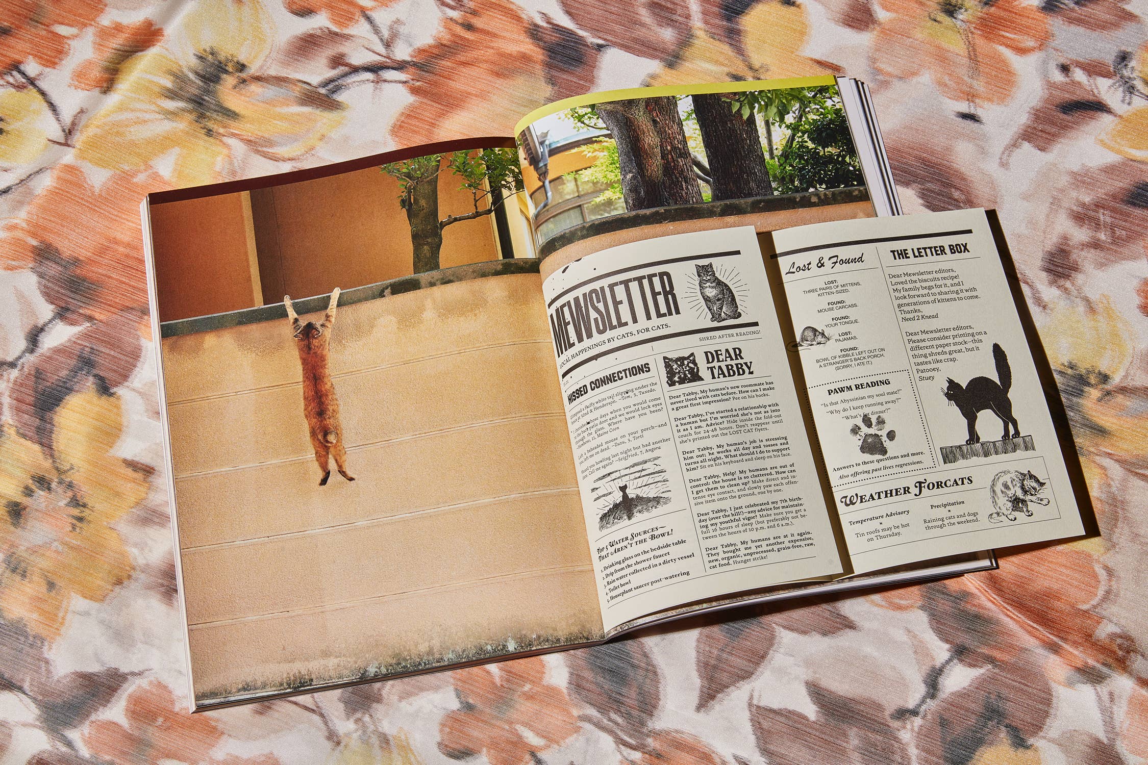 CATNIP MAGAZINE | BROCCOLI PUBLISHING