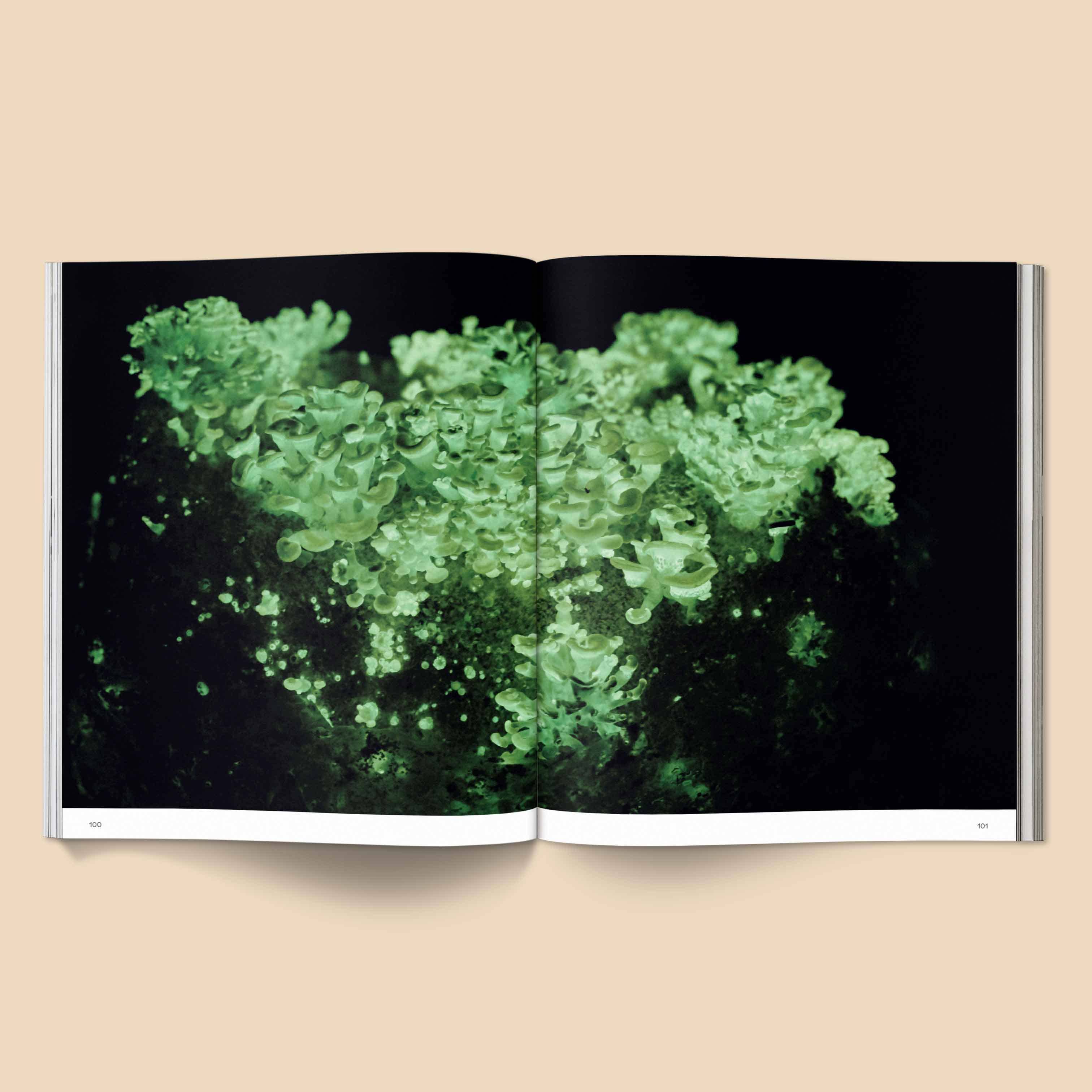 Spores | Magical Mushroom Photography Book