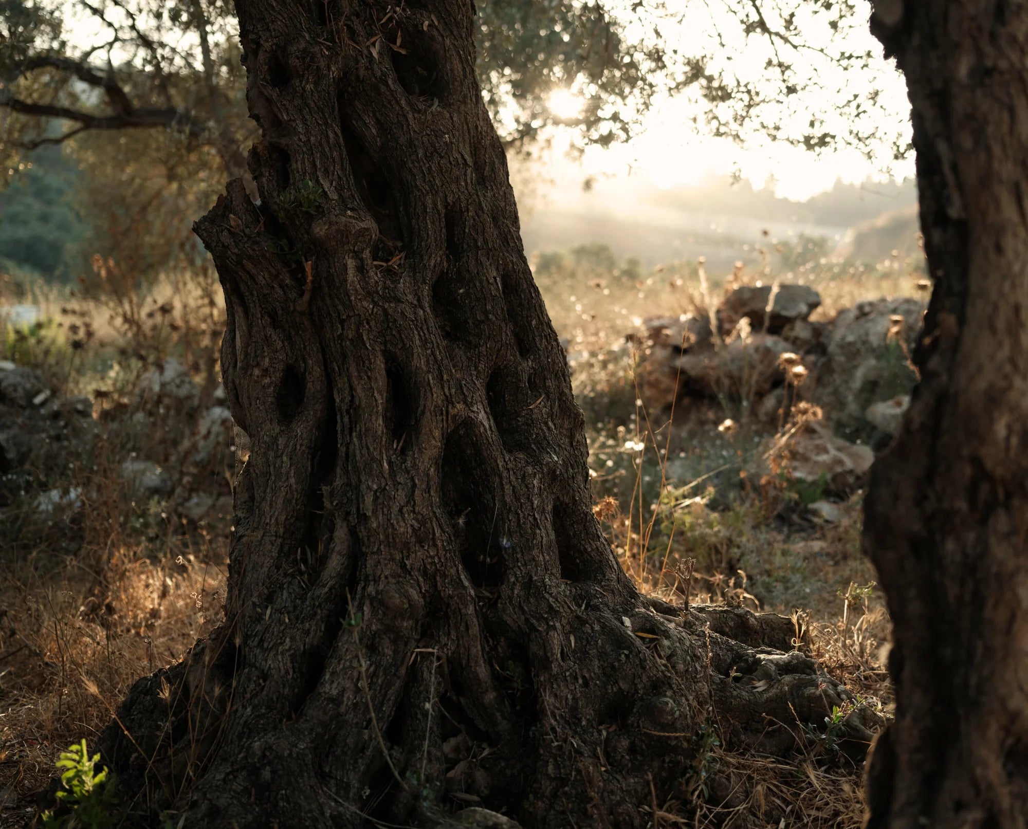 RUMI EXTRA VIRGIN OLIVE OIL | ORGANIC