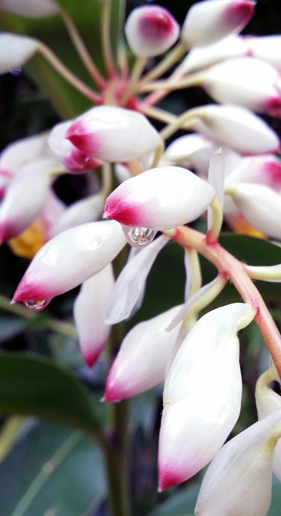 GETTOU ENRICHED SHEET MASK | PACK OF 5 SHEETS